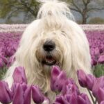 新时代H5在电子商务中的应用案例与成功经验 boaygs