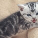 如何选择适合自己的新时代APP以提升效率 ppsyc2