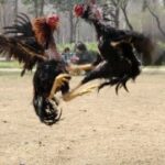 未来的新时代娱乐:科技与艺术的完美结合 q5el6ga