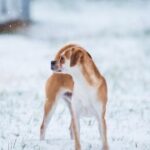 新时代公共卫生:提升全民健康水平的重要性 sl65h6wys